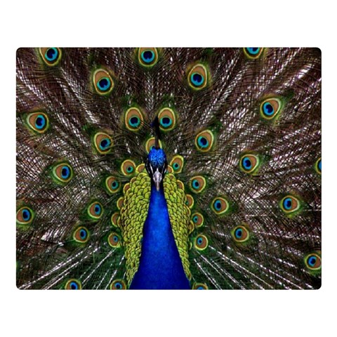 Peacock Double Sided Flano Blanket (Large) from ArtsNow.com 80 x60  Blanket Front
