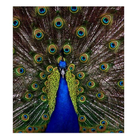 Peacock Duvet Cover Double Side (King Size) from ArtsNow.com Front