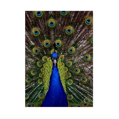 Peacock Small Tapestry from ArtsNow.com Front