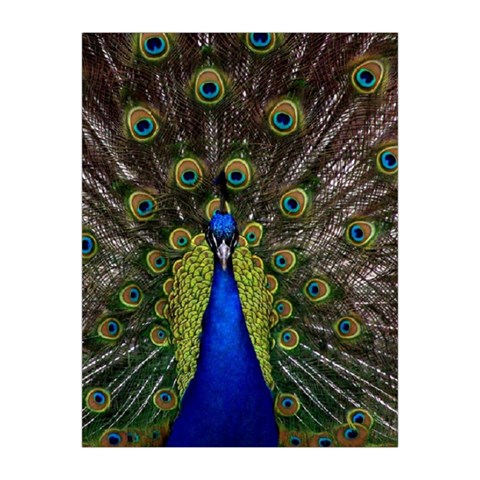 Peacock Medium Tapestry from ArtsNow.com Front