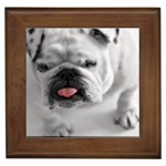 White Bulldog Framed Tile