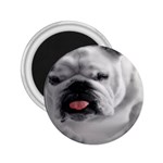 White Bulldog 2.25  Magnet