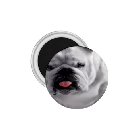 White Bulldog 1.75  Magnet from ArtsNow.com Front