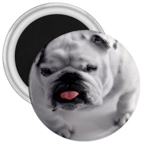 White Bulldog 3  Magnet from ArtsNow.com Front