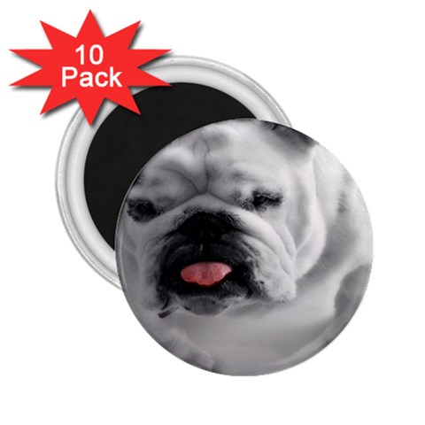 White Bulldog 2.25  Magnet (10 pack) from ArtsNow.com Front