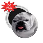 White Bulldog 2.25  Magnet (100 pack) 