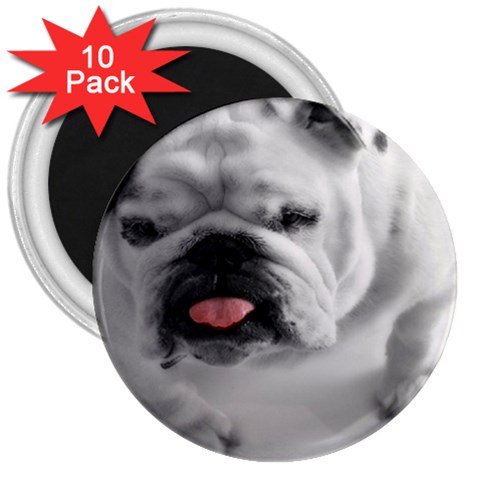 White Bulldog 3  Magnet (10 pack) from ArtsNow.com Front