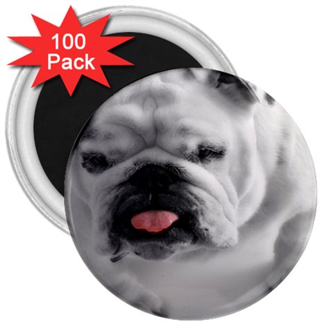 White Bulldog 3  Magnet (100 pack) from ArtsNow.com Front
