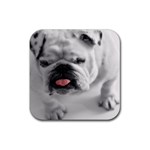 White Bulldog Rubber Coaster (Square)