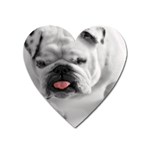 White Bulldog Magnet (Heart)