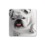 White Bulldog Magnet (Square)