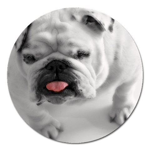 White Bulldog Magnet 5  (Round) from ArtsNow.com Front