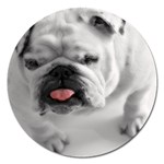 White Bulldog Magnet 5  (Round)