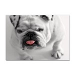 White Bulldog Sticker A4 (100 pack)