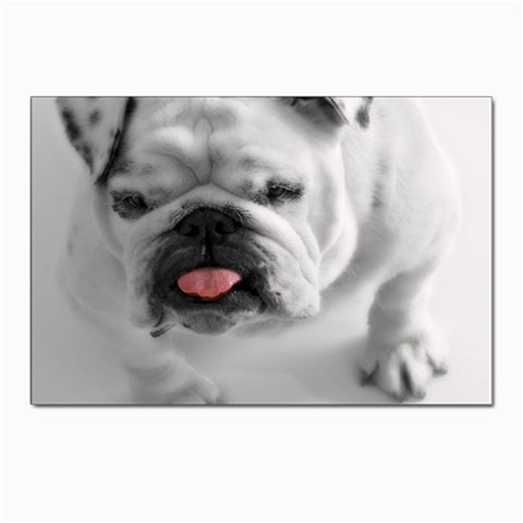White Bulldog Postcards 5  x 7  (Pkg of 10) from ArtsNow.com Front