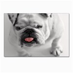 White Bulldog Postcards 5  x 7  (Pkg of 10)