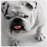 White Bulldog Canvas 12  x 12 