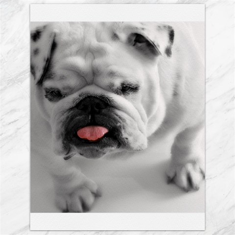 White Bulldog Canvas 12  x 16  from ArtsNow.com 11.86 x15.41  Canvas - 1