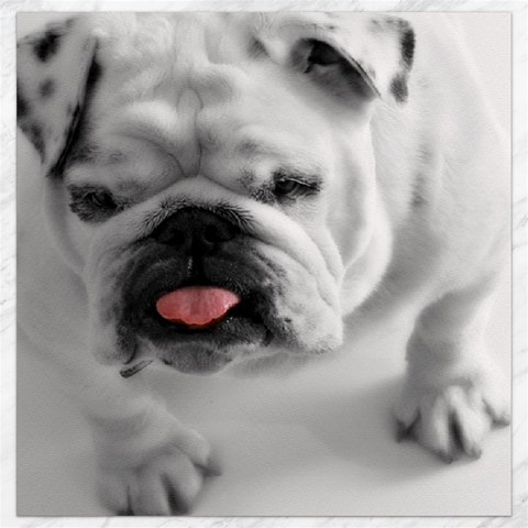 White Bulldog Canvas 16  x 16  from ArtsNow.com 15.2 x15.41  Canvas - 1