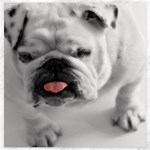 White Bulldog Canvas 20  x 20 