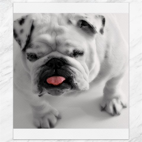 White Bulldog Canvas 20  x 24  from ArtsNow.com 19.57 x23.15  Canvas - 1