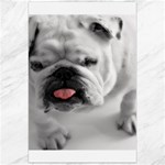 White Bulldog Canvas 24  x 36 
