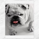 White Bulldog Canvas 36  x 48 