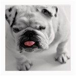 White Bulldog Medium Glasses Cloth