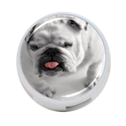 White Bulldog 4 Front