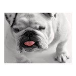 White Bulldog Double Sided Flano Blanket (Mini)