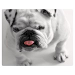 White Bulldog Double Sided Flano Blanket (Medium)