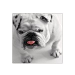 White Bulldog Satin Bandana Scarf