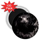 Hawk 2.25  Magnet (100 pack) 
