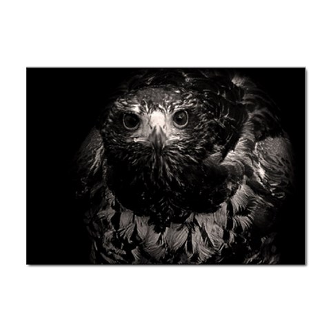 Hawk Sticker A4 (10 pack) from ArtsNow.com Front