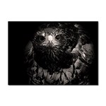Hawk Sticker A4 (100 pack)