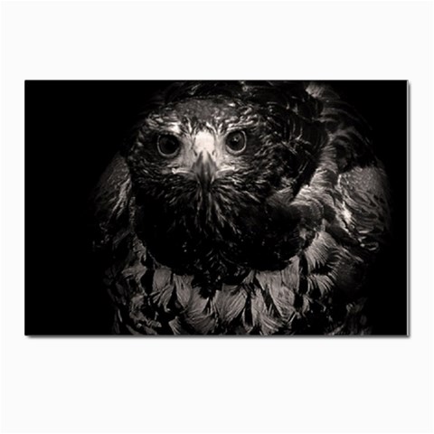 Hawk Postcard 4 x 6  (Pkg of 10) from ArtsNow.com Front