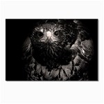 Hawk Postcard 4 x 6  (Pkg of 10)