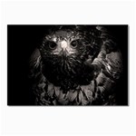Hawk Postcard 5  x 7 