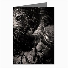 Hawk Greeting Cards (Pkg of 8) from ArtsNow.com Left