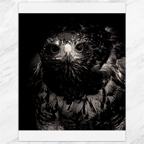 Hawk Canvas 12  x 16  from ArtsNow.com 11.86 x15.41  Canvas - 1