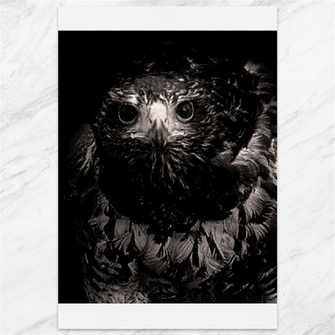 Hawk Canvas 12  x 18  from ArtsNow.com 11.88 x17.36  Canvas - 1