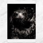 Hawk Canvas 12  x 18 