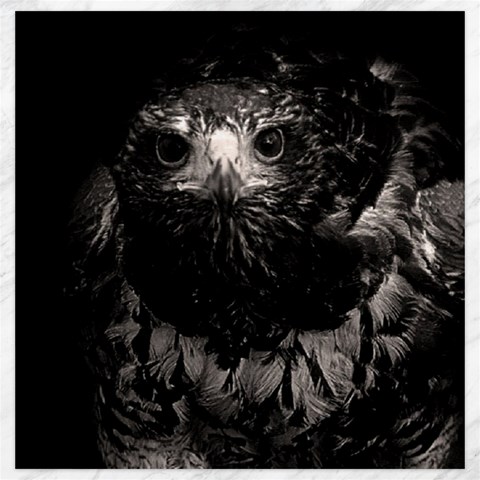 Hawk Canvas 20  x 20  from ArtsNow.com 19 x19.27  Canvas - 1