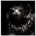 Hawk Canvas 20  x 20 