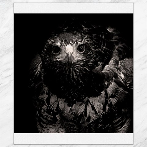 Hawk Canvas 20  x 24  from ArtsNow.com 19.57 x23.15  Canvas - 1