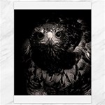 Hawk Canvas 36  x 48 
