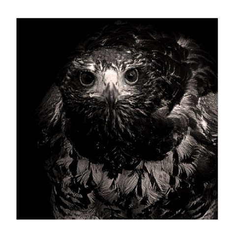 Hawk Duvet Cover Double Side (Queen Size) from ArtsNow.com Front