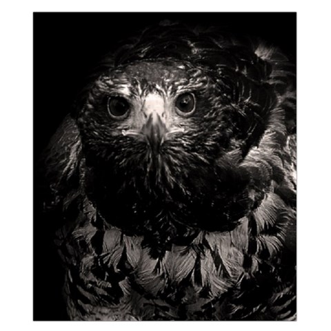Hawk Duvet Cover Double Side (California King Size) from ArtsNow.com Front