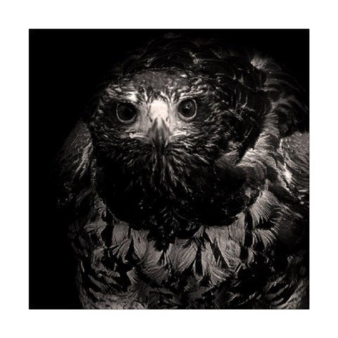 Hawk Square Tapestry (Large) from ArtsNow.com Front