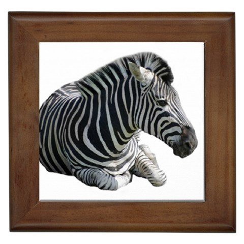 Zebra Framed Tile from ArtsNow.com Front